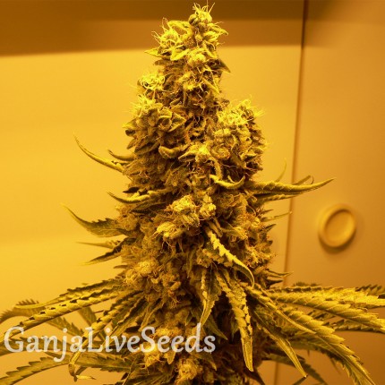 OG Kush feminised Victory Seeds
