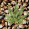 Семена марихуаны MIX feminised Ganja Seeds