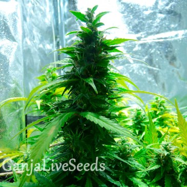 Auto Super Skunk feminised Ganja Seeds