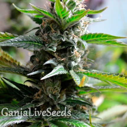 Auto Super Skunk feminised Ganja Seeds
