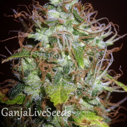 Auto Kush feminised Ganja Seeds