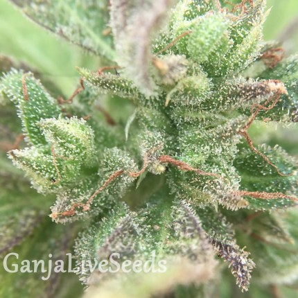 Pepoberry feminised Ganja Seeds