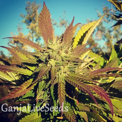 Pepoberry feminised Ganja Seeds