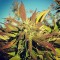 Семена канабиса Pepoberry feminised Ganja Seeds