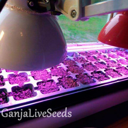 Фитолампа Green Grow 10 Вт