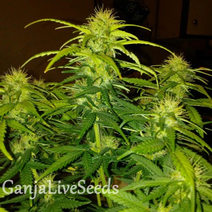 White Widow CBD feminised Ganja Seeds