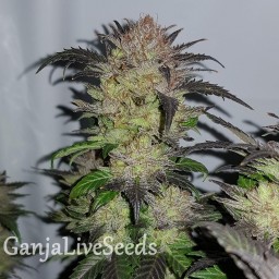 Auto Critical + feminised Ganja Seeds