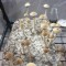 заказать споры псилоцибиновых грибов Orissa почтой 