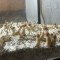 заказать качественные споры псилоцибиновых грибов Orissa