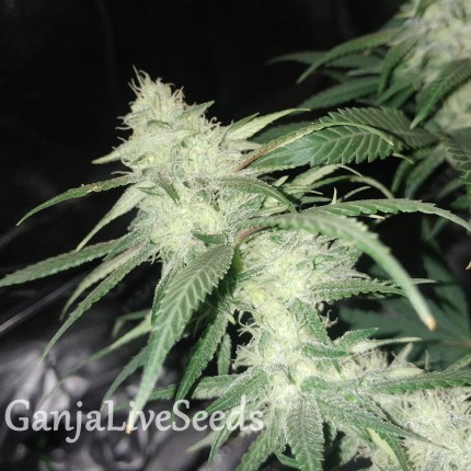 Original Lemon Skunk feminised Victory Seeds
