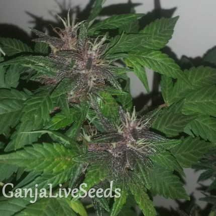 Purple OG feminised Ganja Seeds