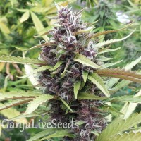 Purple OG feminised Ganja Seeds