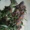 Семена марихуаны Purple OG