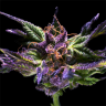 Качественные семена конопли Purple OG