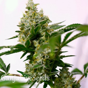 Auto Amnesia feminised Ganja Seeds