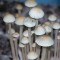 заказ оттиск псилоцибиновых грибов Panaeolus Jamaica Украина