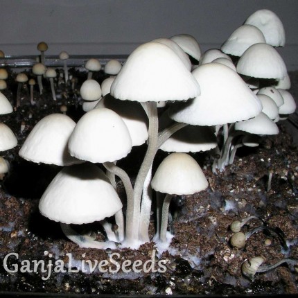 Panaeolus Cyanescens Jamaica