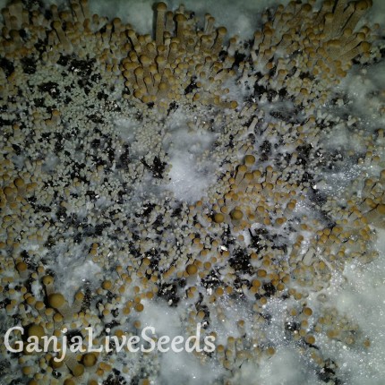 Panaeolus Cyanescens Jamaica