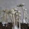заказать споры псилоцибиновых грибов Panaeolus Jamaica