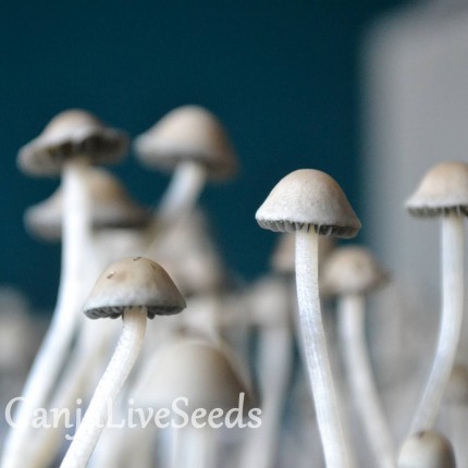 Panaeolus Cyanescens Jamaica