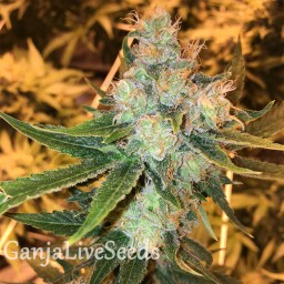 Sage n Sour feminised Ganja Seeds