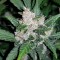 Семена марихуаны недорого Auto Fastberry feminised GanjaLiveSeeds