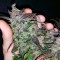Недорогие семена марихуаны Auto Fastberry feminised GanjaLiveSeeds