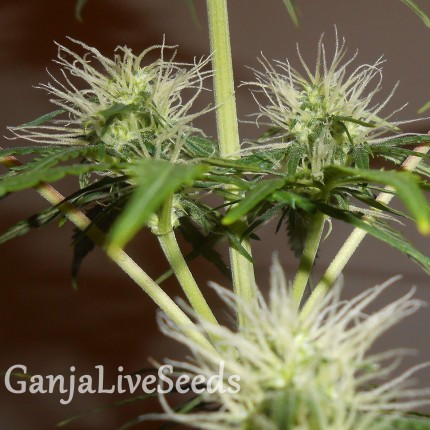 Auto Lowryder #2 feminised Ganja Seeds