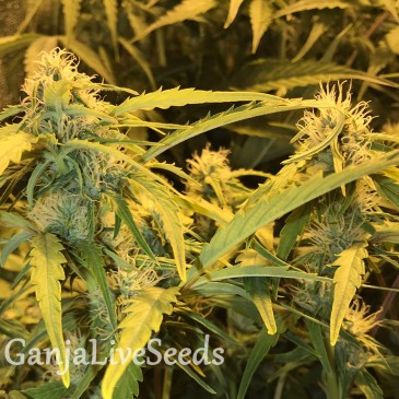 Auto Lowryder #2 feminised Ganja Seeds
