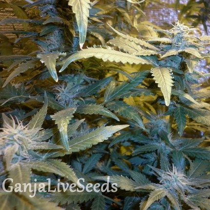 Auto Maxi Gom feminised Ganja Seeds