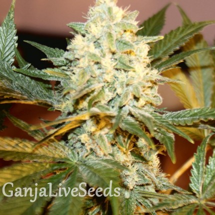 White Rhino feminised Ganja Seeds