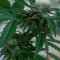 Семена конопли Sour Mango feminised Ganja Seeds