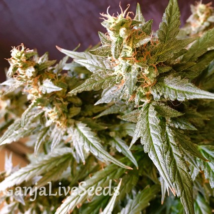 Auto Jack feminised GanjaLiveSeeds
