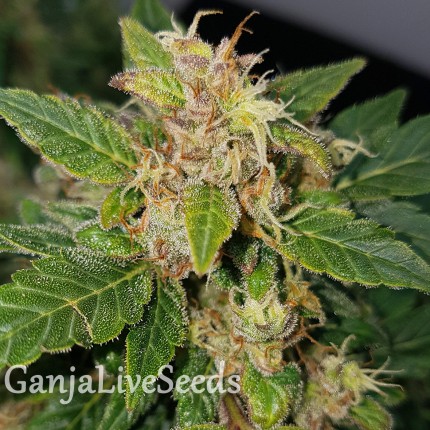 Auto Big Devil feminised Ganja Seeds