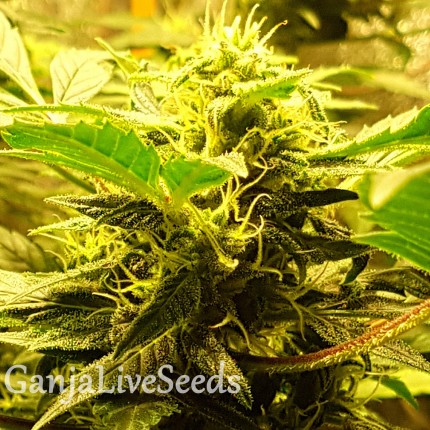 Auto Big Devil feminised Ganja Seeds