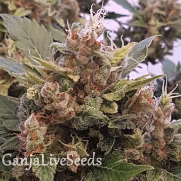 Auto Big Devil feminised Ganja Seeds