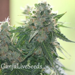 White Dwarf feminised Ganja Seeds