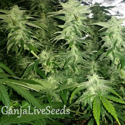 White Widow x Great White Shark feminised Ganja Seeds