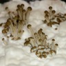 купить взвесь псилоцибиновых грибов Panaeolus Cambodginiensis недорого