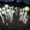 заказать оттиск псилоцибиновых грибов Panaeolus Cambodginiensis