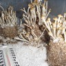 где заказать оттиск псилоцибиновых грибов Panaeolus Cambodginiensis