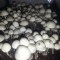 заказать споры псилоцибиновых грибов Panaeolus Cambodginiensis наложенным платежом