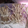 заказать споры псилоцибиновых грибов Panaeolus Cambodginiensis почтой