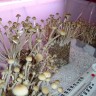 заказать качественные споры псилоцибиновых грибов Panaeolus Cambodginiensis