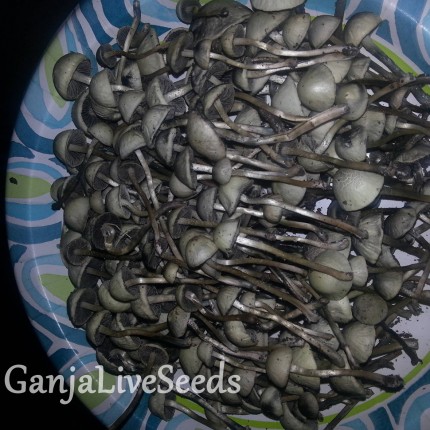 Panaeolus Cambodginiensis