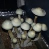 где можно заказать псилоцибиновых грибов Panaeolus Cambodginiensis