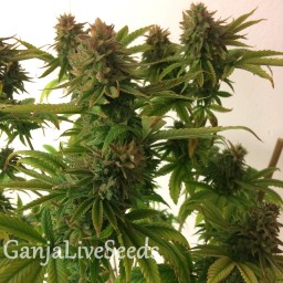 Auto Mass feminised Ganja Seeds