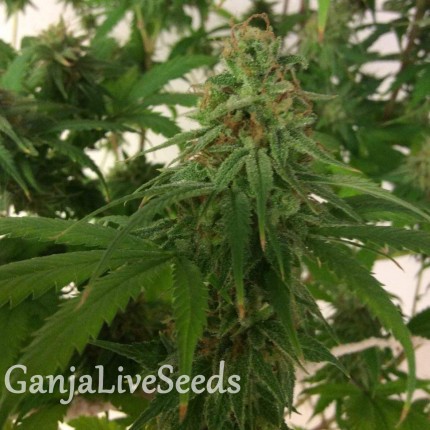 Auto Mass feminised Ganja Seeds