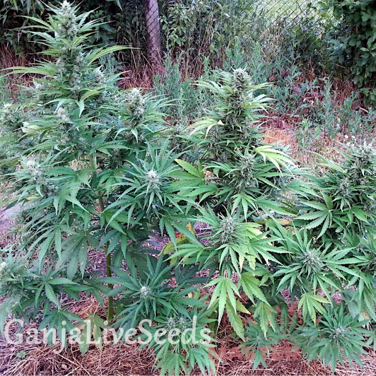 Бабл гам конопля почва выращивания марихуаны
