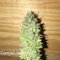 Auto Diesel Ryder feminised Ganja Seeds